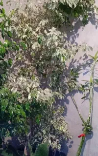 بنجامین ابلق