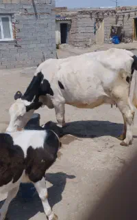 گاو سیمینتال ماده جوان خوش خوراک سفید خوش رخ هیکلی