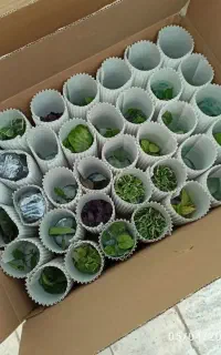 تنوع بالای نشای گیاهان آپارتمانی
