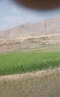 بذر شلتوک (چلتوک) درجه یک لنجونی سرتل