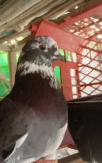 کبوتر شازده