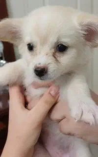 سک بازیگوش