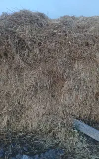 یونچه تازه باغی ۱۷۰۰