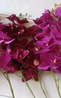 ۸شاخه گل ارکیده خارجی