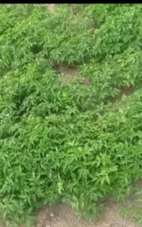 نشا گوجه