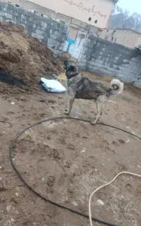 گمشده