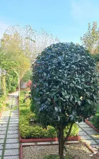 باغبانی،فضای سبز،احداث باغ میوه