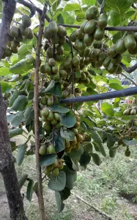 کمباین برنج سوزکی ۲۰۱۲