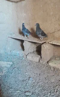 کبوتر