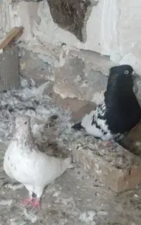 کبوتر