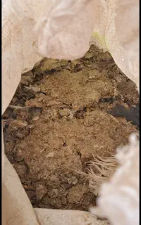 کود کبوتر