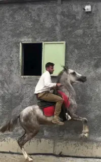 اسب عرب نریان