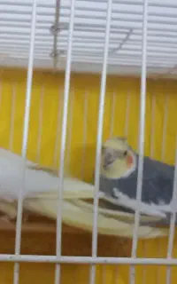 عروس هلندی کاملا مولد