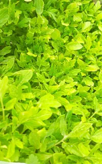فروش انواع نشاء عمده و دونه ای فقط ۲ هزار تومان