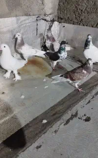 کبوتر