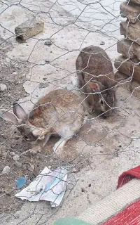 فروش مرغ و جوجه و نیمچه لاری و برهما و خرگوش