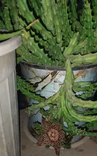 گلهای زینتی گلدانی