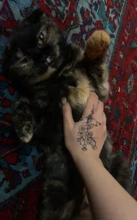 جفت گیری برای گربه ماده