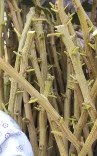فروش انواع پیوندک پسته