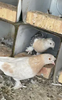 کبوتر ترکیه