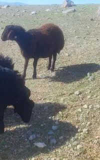 نیازمند چوپان