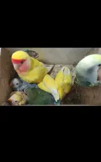 ۵تا طوطی برزیلی