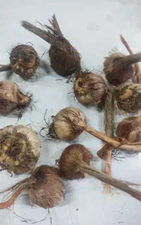 پیاز زعفران درجه یک