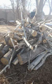 برش انواع درخت و خریدار چوب