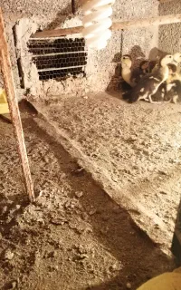 جوجه اردک اسرائیلی سر حال و سالم 7 روزه