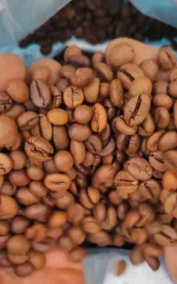 پخش عمده دانه قهوه انواع پودریجات