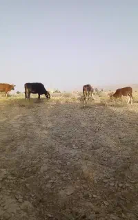 گاو وگوساله