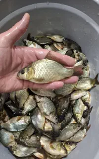 تکثیر بچه ماهی تاتا مجارستاتی کوهان دار کپور