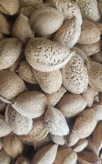 خریدوفروش بادام