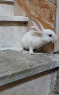 خرگوش