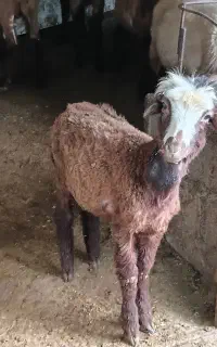 بره افشار‌‌‌‌..ماده