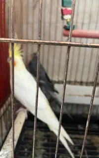 عروس هلندی بالغ