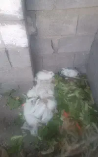خرکوش