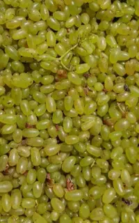 گله انگور تازه