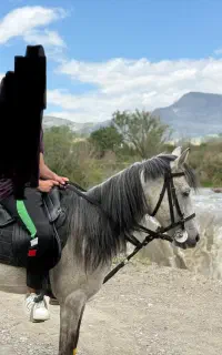 اسب نریان