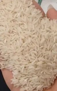 برنج فجر سوزنی