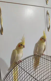 عروس هلندی سخنگو رام و دستی اصلا گاز نمیگیره