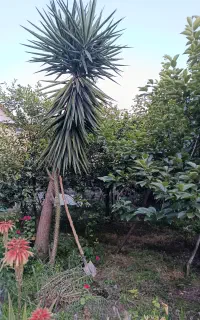 فروش درخت یوکا