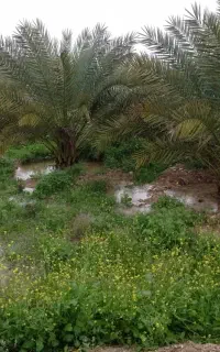دمیت پیارم