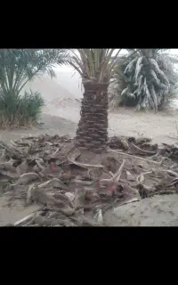 درخت گرازی درخت بند