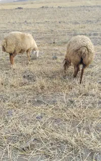 ۲۰راس گوسفند جوان دامازدخ