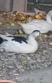 یک جفت اردک خوشگل وتپل