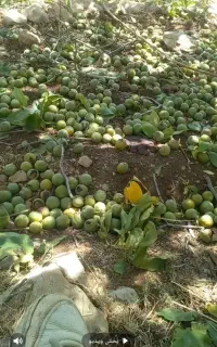 گردو فروشی