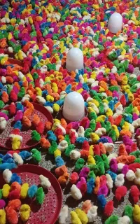 جوجه رنگی