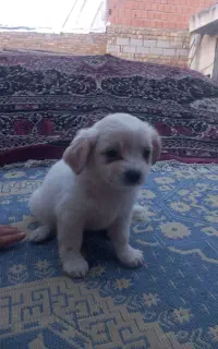 سگ پاکوتاه ۳ماه