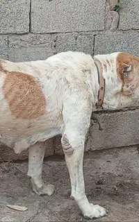 سگ آلابای